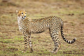 CHE 04 MC0014 01
Cheetah Standing On Grass Mara Triangle, Kenya