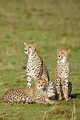 CHE 04 MC0015 01
Three Cheetahs Sitting In Grassland Masai Mara, Kenya