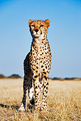 CHE 04 MH0001 01
Cheetah Standing On Savanna