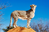 CHE 04 MH0002 01
Cheetah Standing On Rock