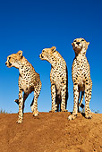 CHE 04 MH0005 01
Three Cheetahs Standing On Dirt Mound