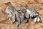 CHE 04 MH0006 01
Cheetah Mother Nursing Three Cubs