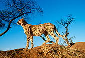 CHE 04 MH0007 01
Cheetah Standing On Savanna Africa