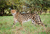 CHE 04 MH0009 01
Cheetah Walking On Savanna Africa Profile