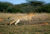CHE 04 MH0012 01
Cheetah Running On Savanna Africa Profile
