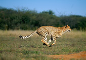 CHE 04 MH0013 01
Cheetah Running On Savanna Africa Profile
