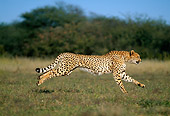 CHE 04 MH0014 01
Cheetah Running On Savanna Africa Profile