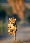 CHE 04 MH0015 01
Cheetah Running On Savanna Africa