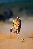 CHE 04 MH0017 01
Cheetah Running On Savanna Africa