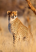 CHE 04 MH0018 01
Cheetah Sitting On Savanna Africa Profile