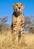 CHE 04 MH0020 01
Cheetah Sitting On Savanna Africa