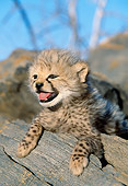 CHE 04 MH0022 01
Close-Up Of Cheetah Cub Laying On Rock In Savanna Africa