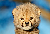 CHE 04 MH0024 01
Head Shot Of Cheetah Cub In Savanna Africa