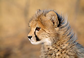 CHE 04 MH0025 01
Head Shot Of Cheetah Cub In Savanna Africa Profile