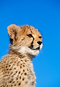 CHE 04 MH0026 01
Close-Up Of Cheetah Cub In Savanna Africa Profile
