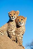 CHE 04 MH0033 01
Close-Up Of Cheetah Cubs Sitting On Rock In Savanna Africa