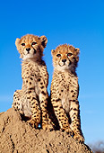 CHE 04 MH0034 01
Cheetah Cubs Sitting On Rock In Savanna Africa