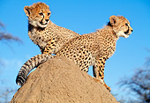 CHE 04 MH0035 01
Cheetah Cubs Sitting On Rock In Savanna Africa Profile