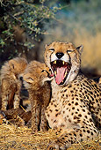 CHE 04 MH0036 01
Close-Up Of Cheetah Cubs And Mother Laying On Savanna Africa