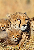 CHE 04 MH0037 01
Close-Up Of Cheetah Cubs And Mother Laying On Savanna Africa