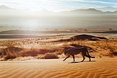 CHE 04 MH0039 01
Cheetah Walking On Sand In Desert Namibia