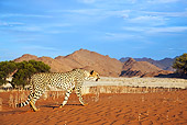 CHE 04 MH0040 01
Cheetah Walking On Sand In Desert Namibia