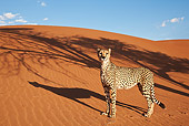 CHE 04 MH0041 01
Cheetah Standing On Sand In Desert Namibia