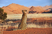 CHE 04 MH0042 01
Cheetah Sitting On Sand In Desert Namibia