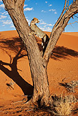 CHE 04 MH0043 01
Cheetah Standing In Tree In Desert Namibia