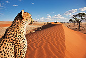 CHE 04 MH0044 01
Close-Up Of Cheetah Sitting On Sand In Desert Namibia