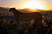 CHE 04 MH0045 01
Cheetah Standing In Grass At Sunset Namibia