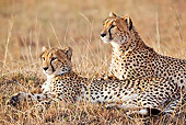 CHE 04 MH0046 01
Two Cheetahs Using Termite Mound As Vantage Point Kenya