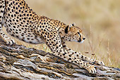 CHE 04 MH0047 01
Close-Up Of Cheetah Stretching On Log Kenya