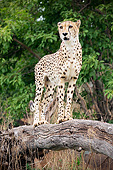 CHE 04 MH0052 01
Cheetah Female Standing On Log In South Africa