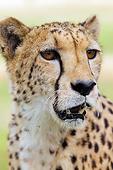 CHE 04 MH0053 01
Head Shot Of Cheetah Female In South Africa