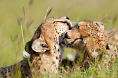 CHE 04 NE0018 01
Close-Up Of Two Cheetahs Grooming In Grass Masai Mara National Reserve, Kenya