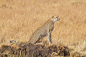 CHE 04 RW0013 01
Cheetah Sitting In Red Oat Grass Masai Mara National Reserve, Kenya