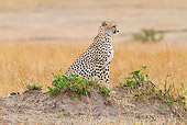 CHE 04 RW0014 01
Cheetah Sitting In Red Oat Grass Masai Mara National Reserve, Kenya