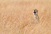 CHE 04 RW0015 01
Cheetah Yawning In Red Oat Grass Masai Mara National Reserve, Kenya