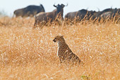 CHE 04 RW0016 01
Cheetah Hunting Near Wildebeest In Red Oat Grass Masai Mara National Reserve, Kenya