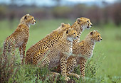 CHE 04 DB0001 01
Cheetah Mother And Four Cubs Sitting On Savanna