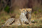 CHE 04 JZ0001 01
Mother Cheetah And Cub Laying On Grass
