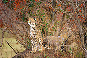 CHE 04 JZ0002 01
Mother Cheetah And Cub Sitting On Dirt Mound Hidden In Brush Kenya