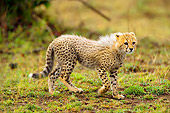 CHE 04 JZ0004 01
Cheetah Cub Walking In Field Kenya