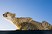 CHE 04 NE0001 01
Cheetah Crouching Low Angle