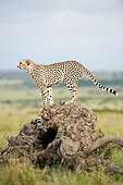 CHE 04 NE0004 01
Cheetah Standing On Stump On Savanna Profile