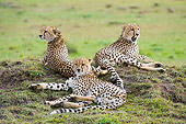 CHE 04 NE0007 01
Three Juvenile Cheetahs Laying On Savanna Kenya