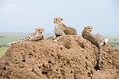 CHE 04 NE0008 01
Three Juvenile Cheetahs Laying On Dirt Mound Kenya