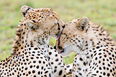 CHE 04 NE0016 01
Two Juvenile Cheetahs Cleaning Each Other On Savanna Kenya