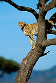 CHE 04 RW0001 01
Female Cheetah Up In Tree
Kenya